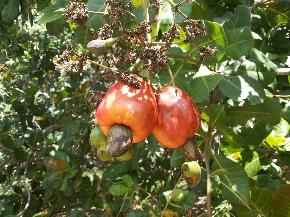 where are cashews imported from