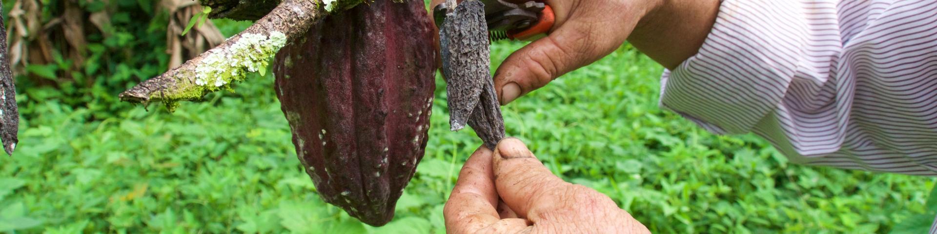 Person picking cocoa fruit