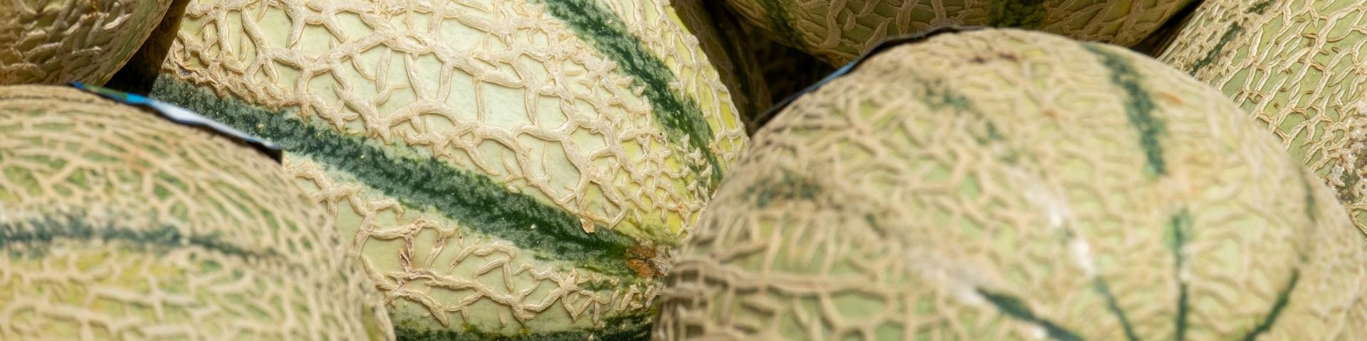 Close-up of six fresh melons