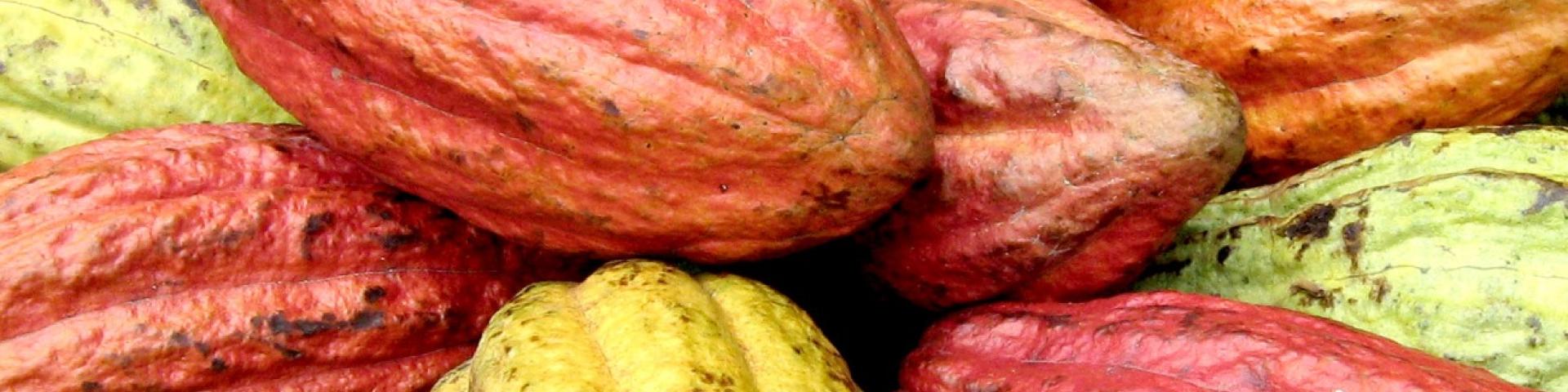 Cocoa beans