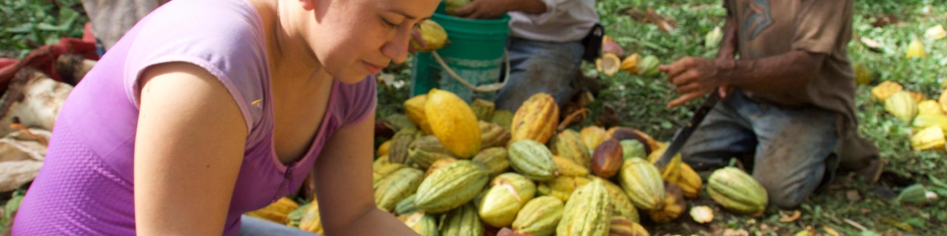 Cacao
