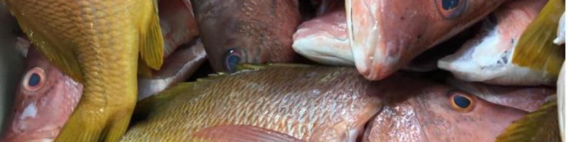 Reef Fish