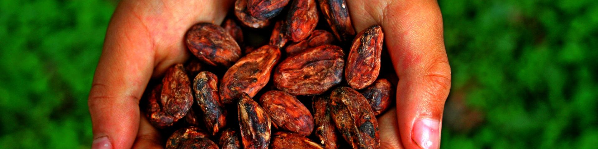 Hands with cacaobeans