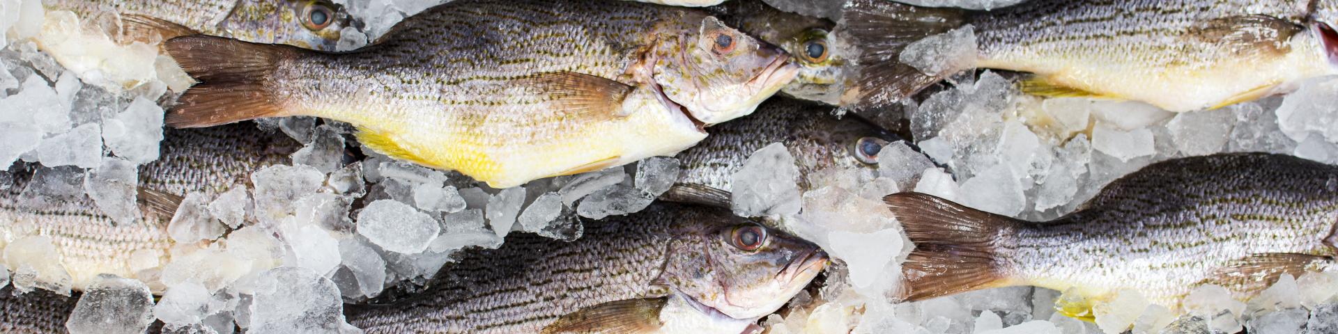 Fish on ice