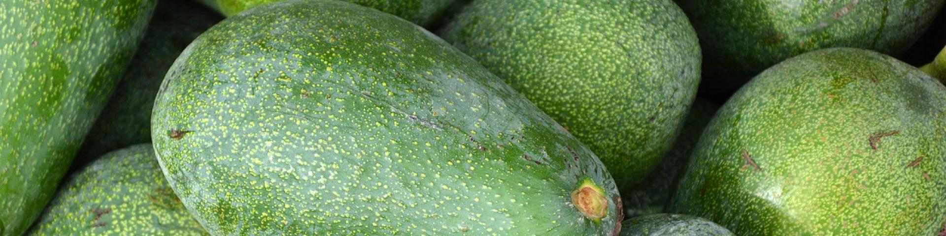 Avocado