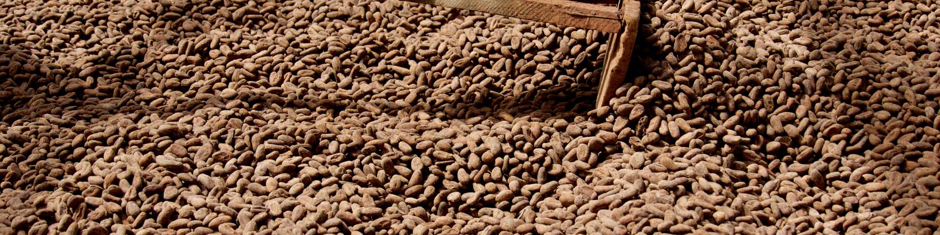 Cocoa beans
