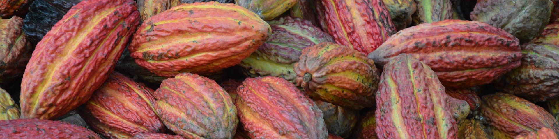 Cacao beans