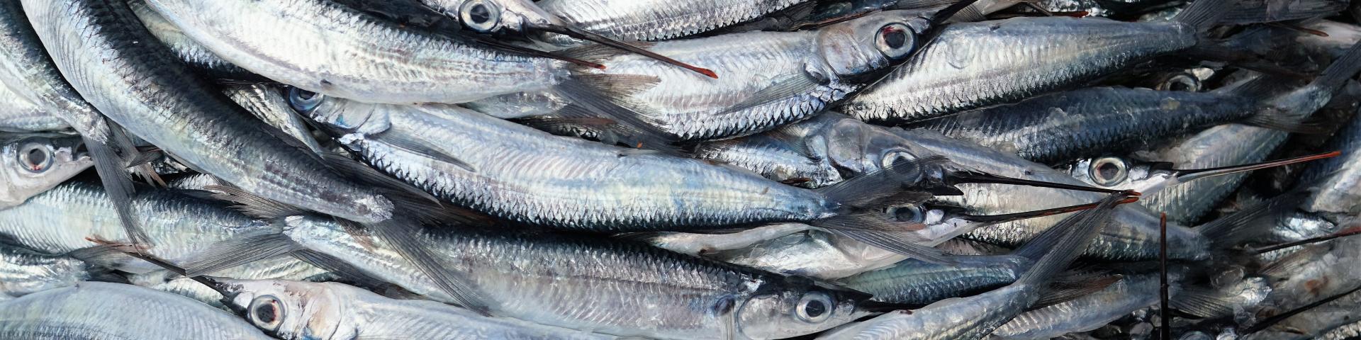 Photo of fish by Erwan Hesry