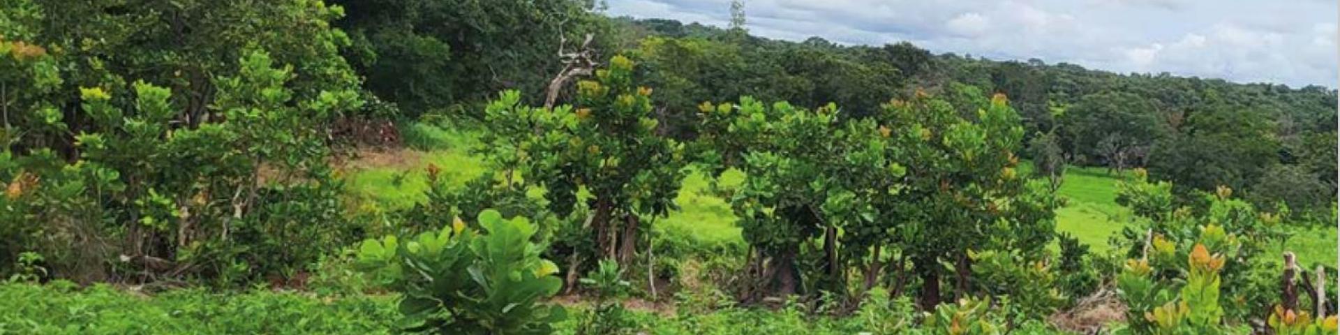 Fonio natuur