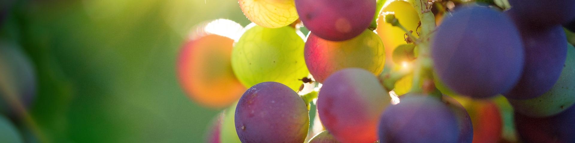 Grapes