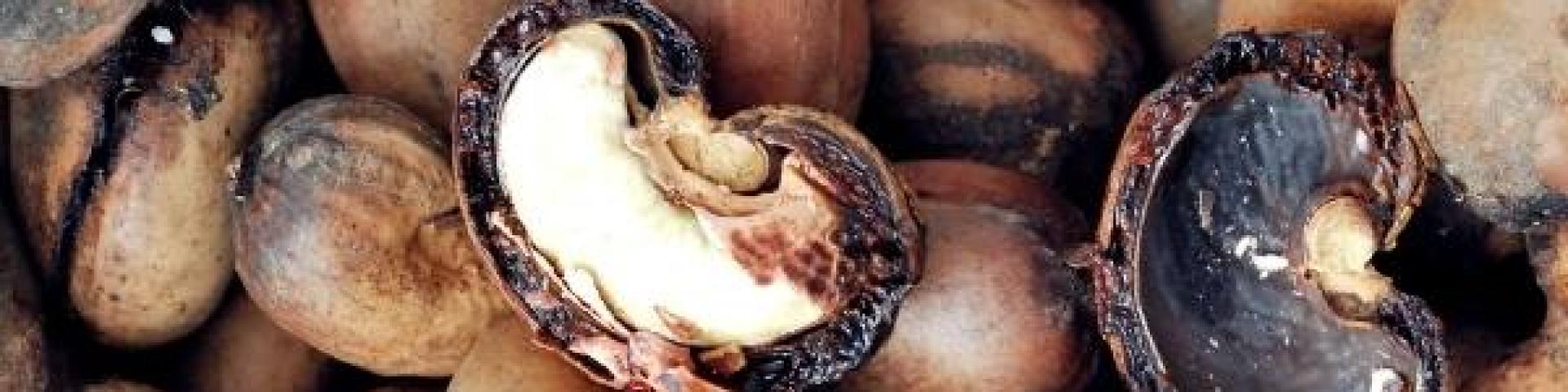 Cashew shell