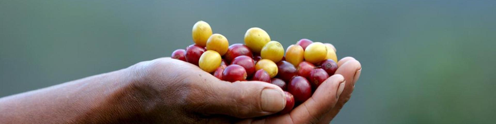 9 tips to go green in the coffee sector - CBI Market Information