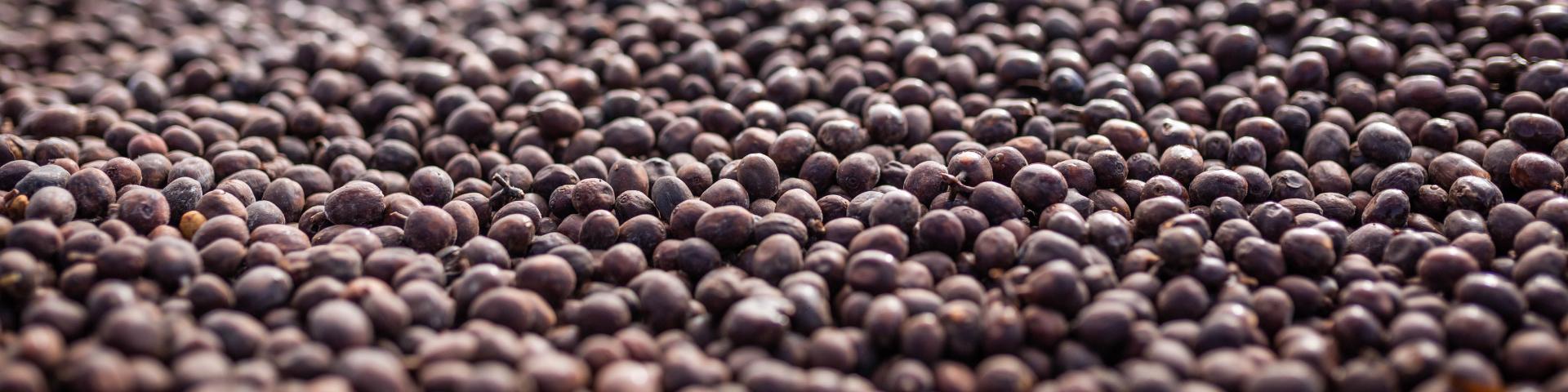 A large number of dark-coloured coffee berries
