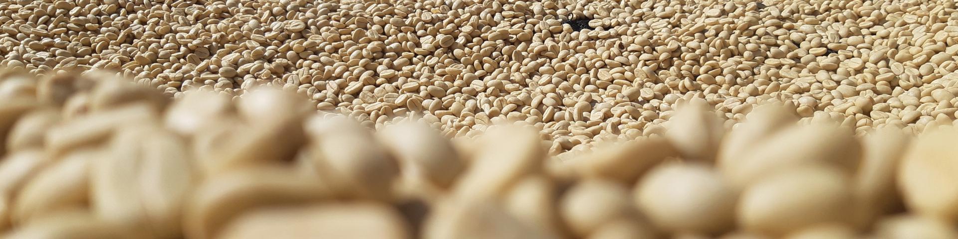 A large pile of light-coloured coffee beans, with the foreground out of focus