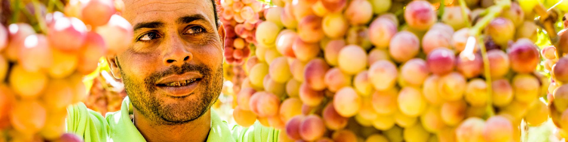 A man pruning grapes from a grape vine
