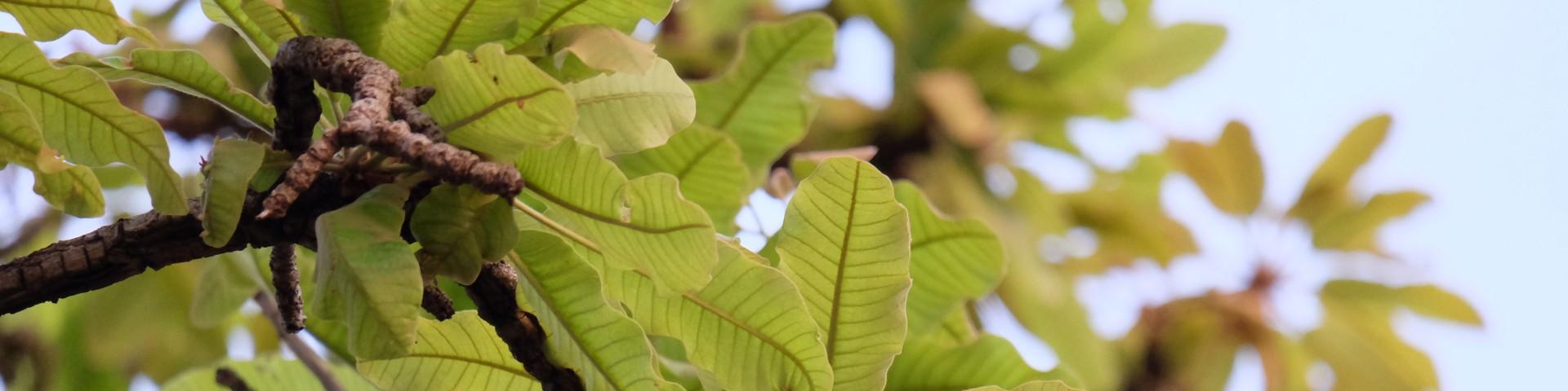 A nilotica shea tree