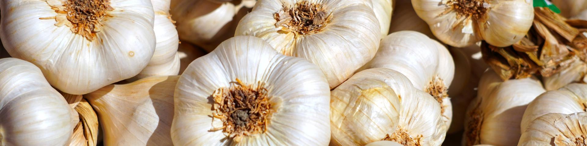 A pile of fresh garlic
