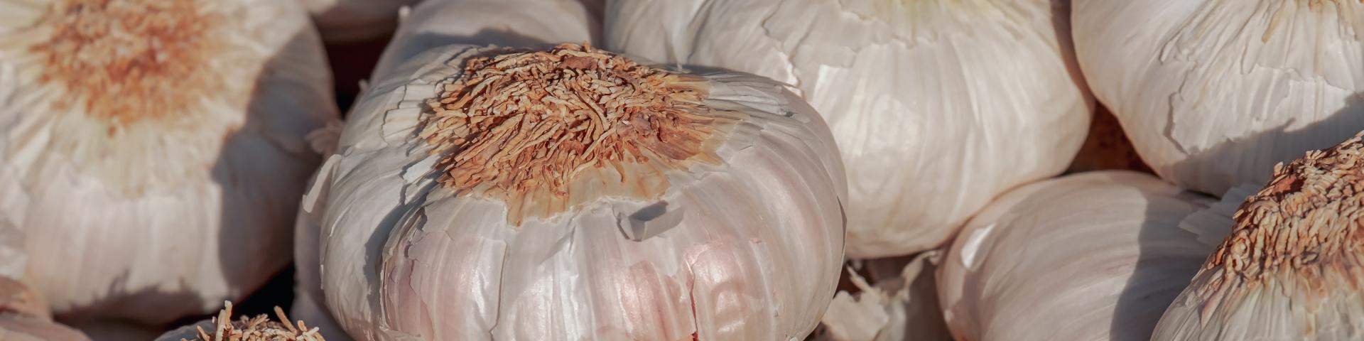 A pile of fresh white garlic bulbs