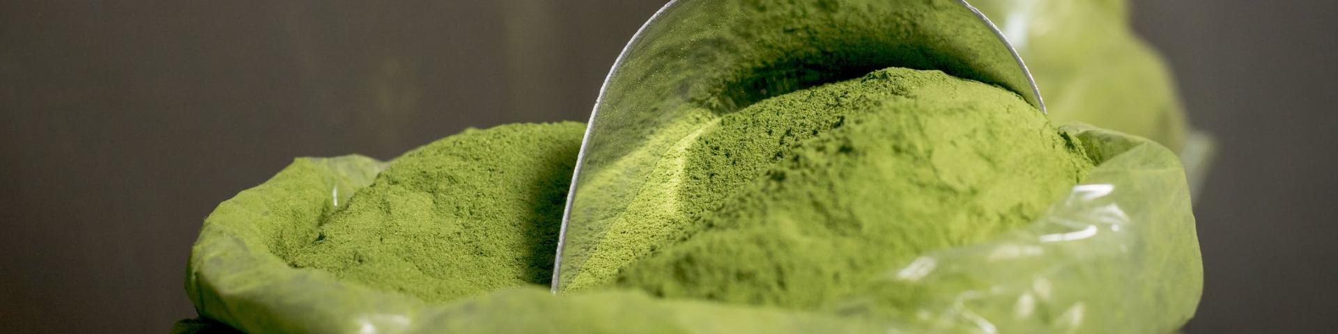 A small metal scoop in a bag of moringa