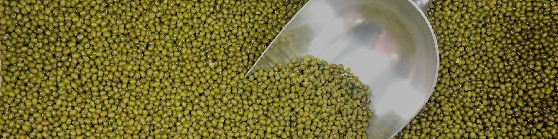A small metal shovel being used to collect mung beans