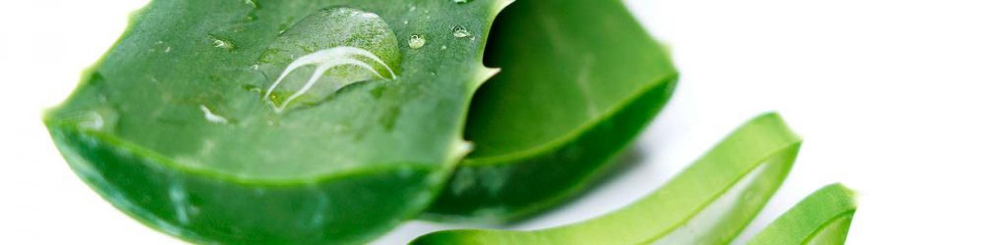 Aloe vera leaves with a drop of water on them