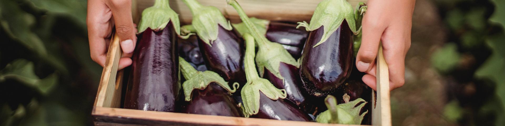 Aubergine1
