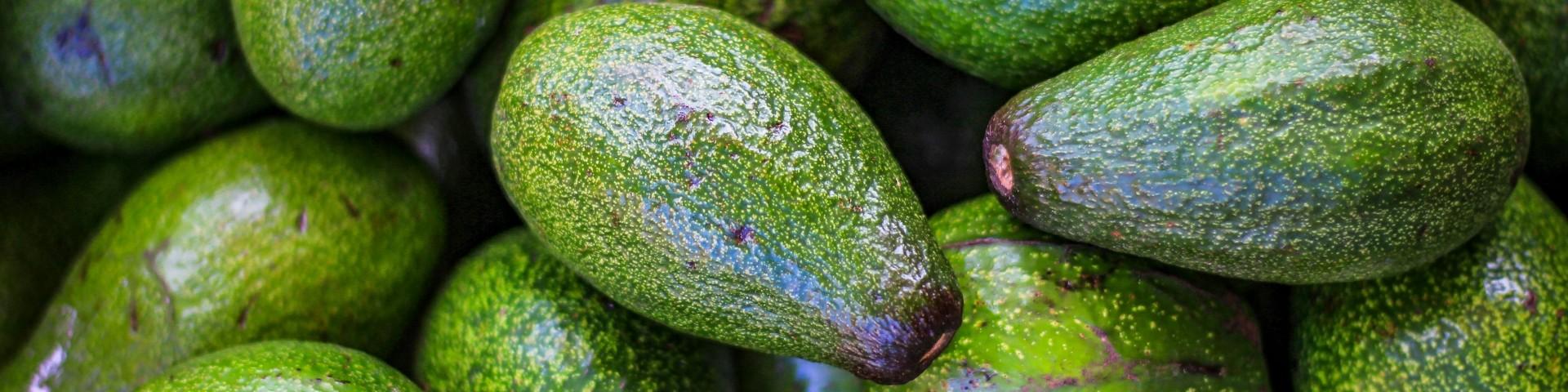A bunch of fresh green avocados