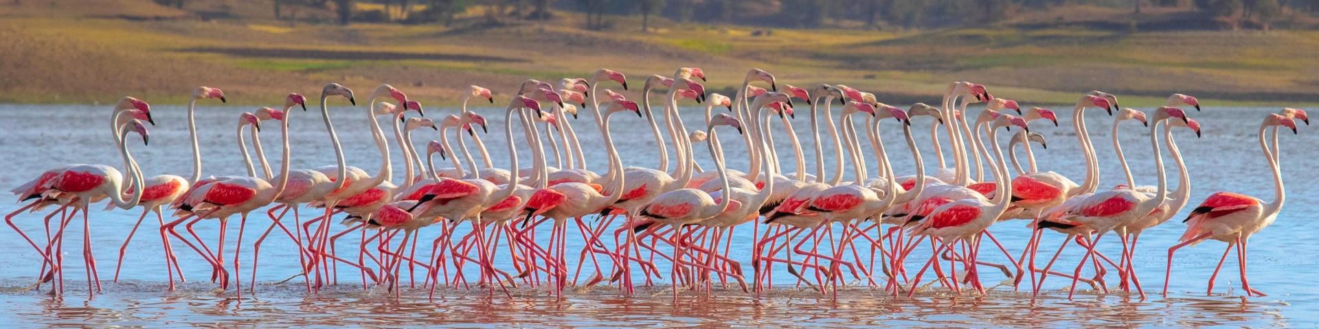 A group of flamingos treading across a lake
