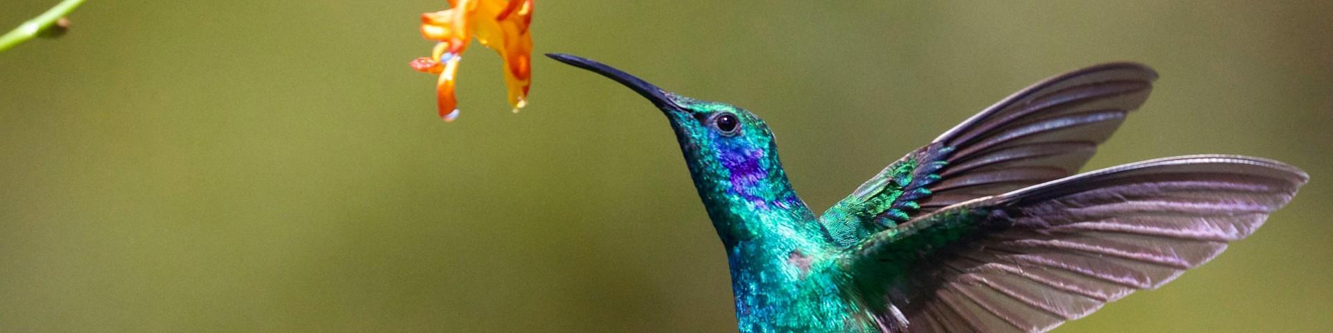 Hummingbird flying near a flower