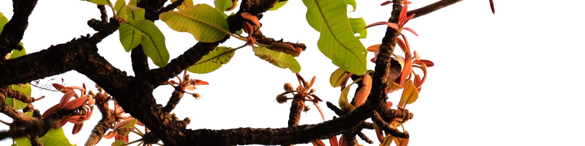 Branches of a nilotica shea tree