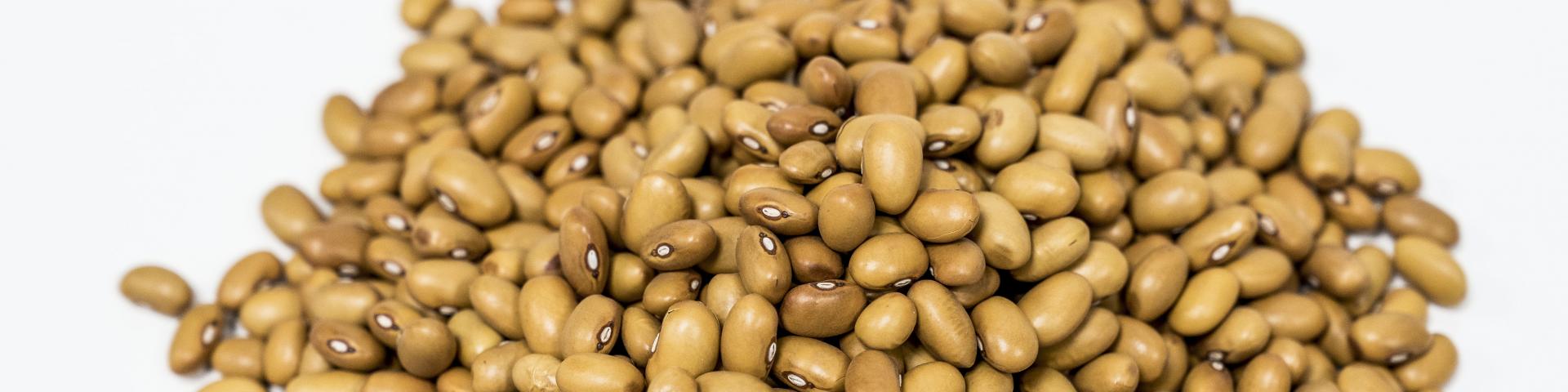 beans1