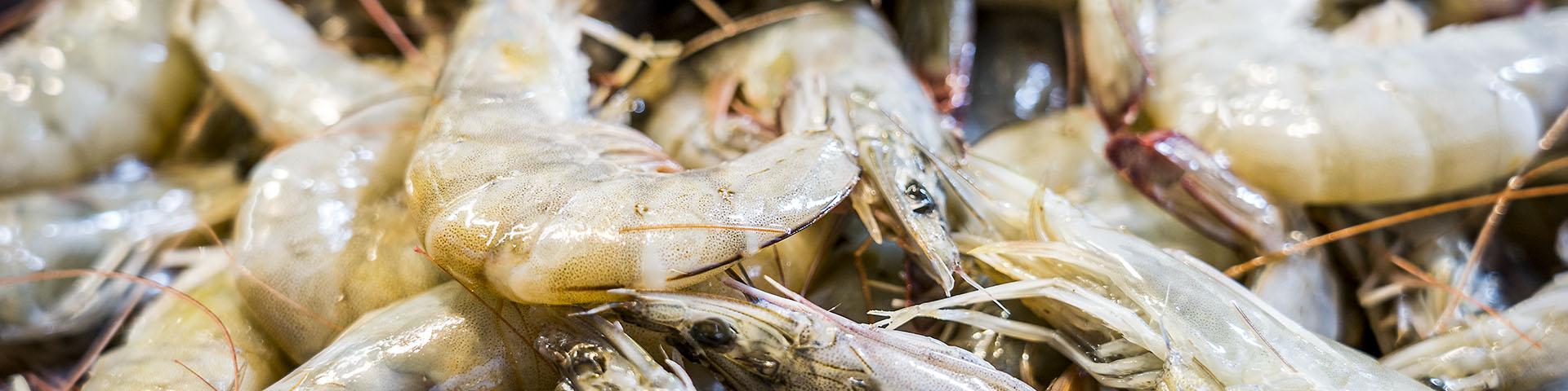 warmwatershrimp1