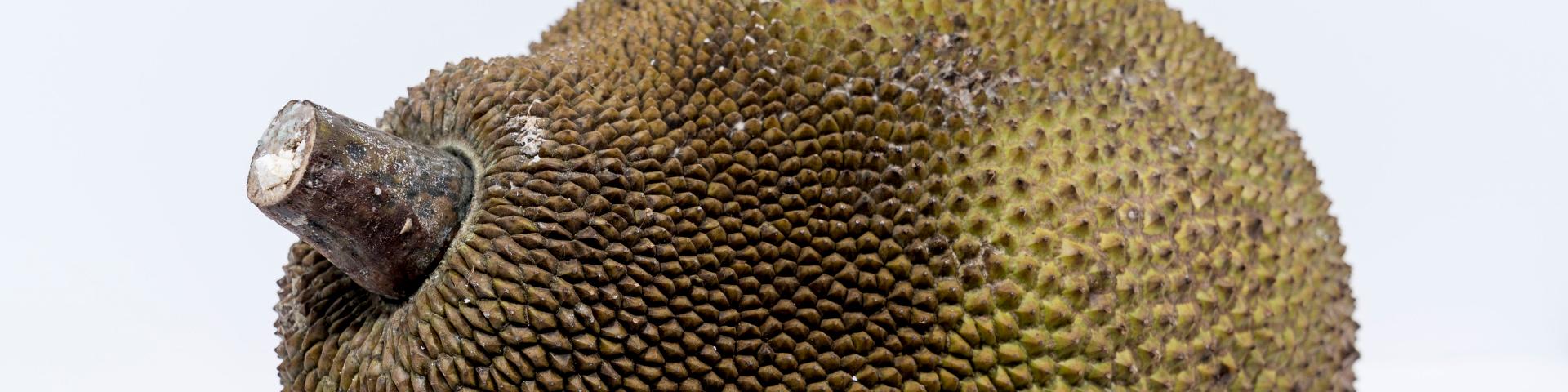 Close-up of a fresh jackfruit against a white background