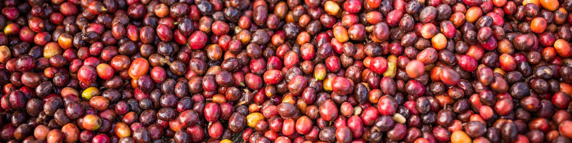 Close-up of a large number of harvested coffee cherries
