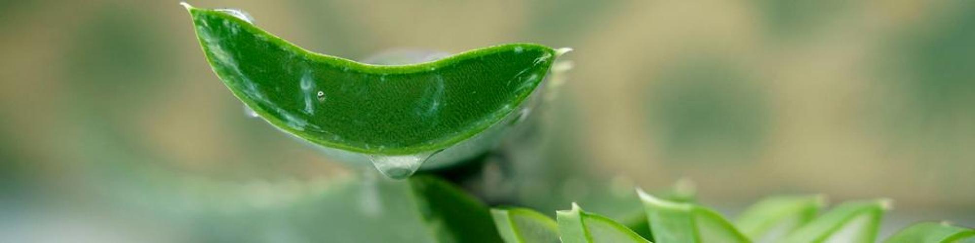 Close-up of an aloe vera plant