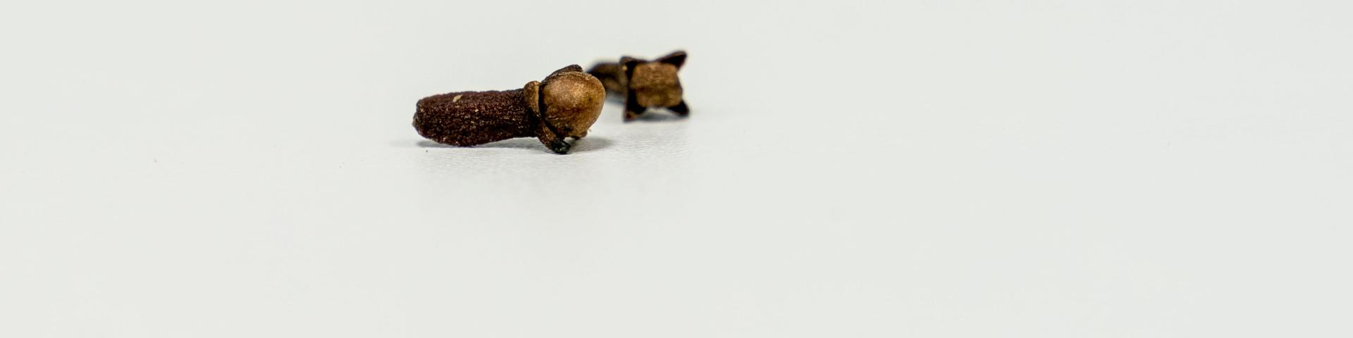 Clove0004.jpg