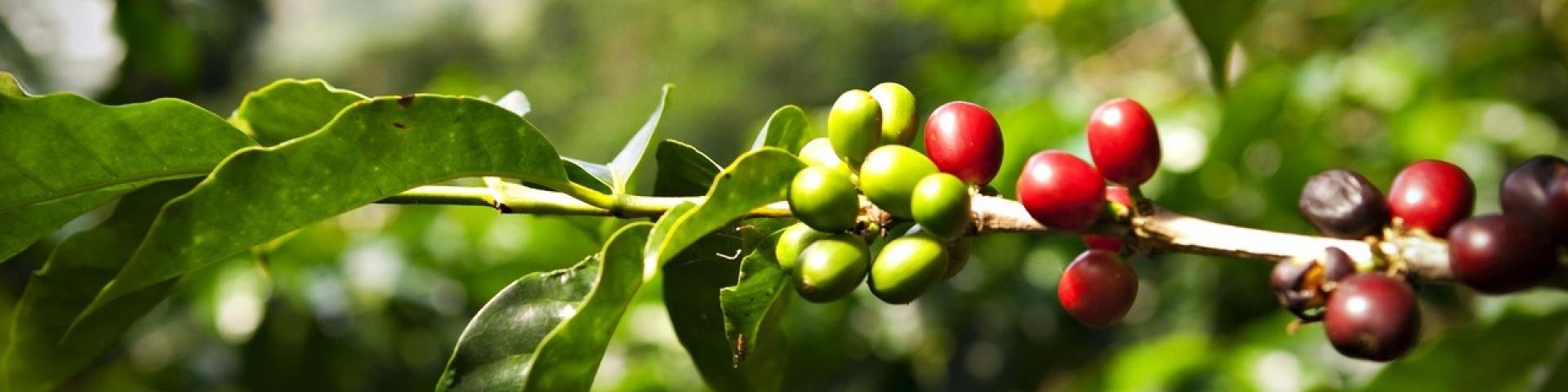 Coffee beans