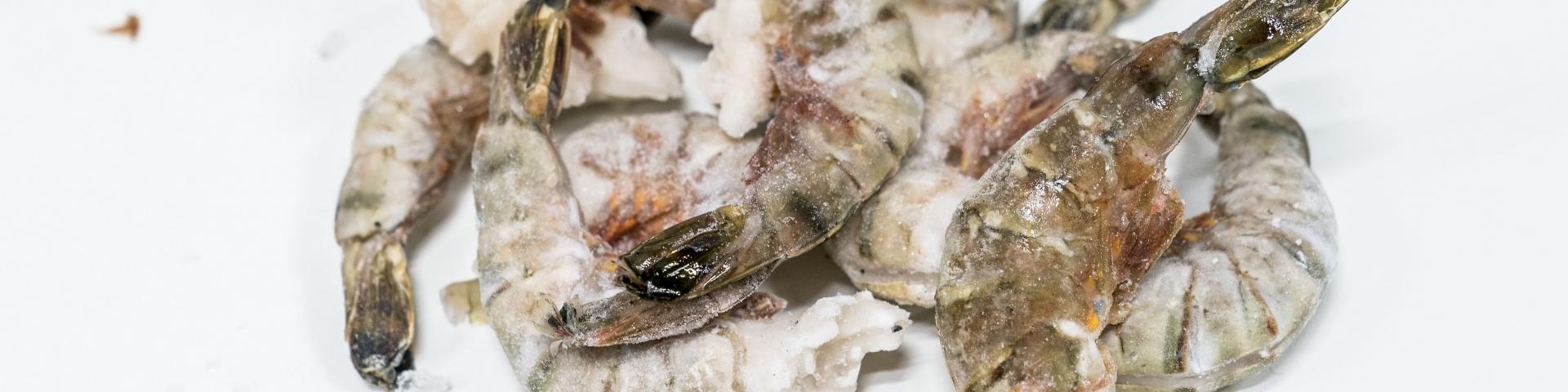 blacktailshrimp1