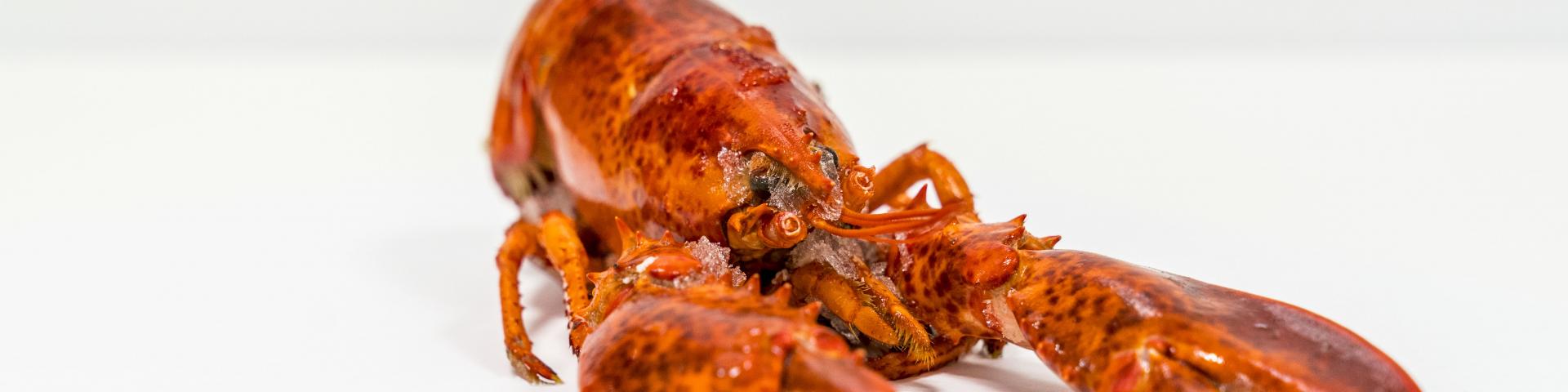 RedLobster1