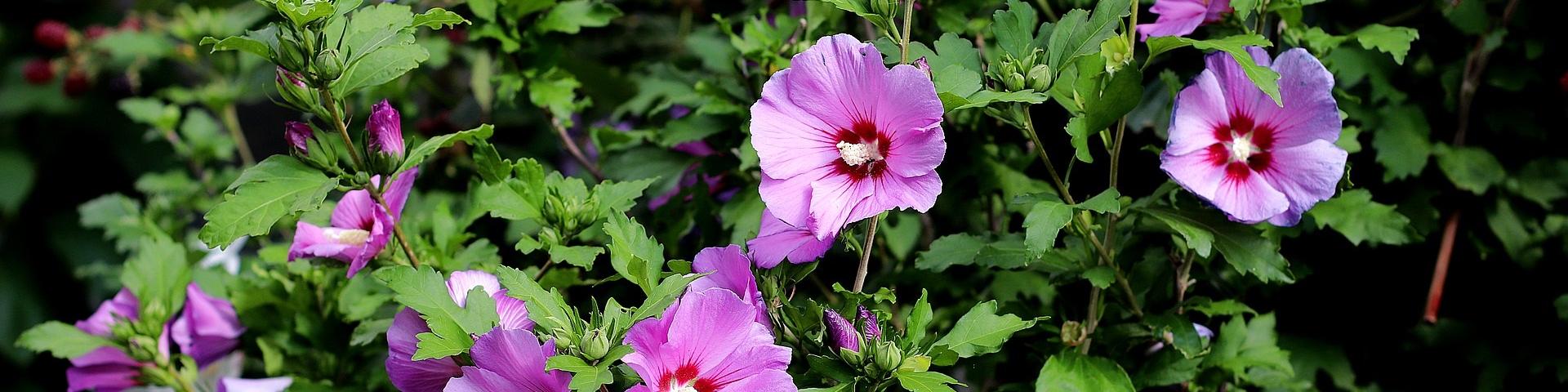Hibiscus struik Franz W. via Pixabay