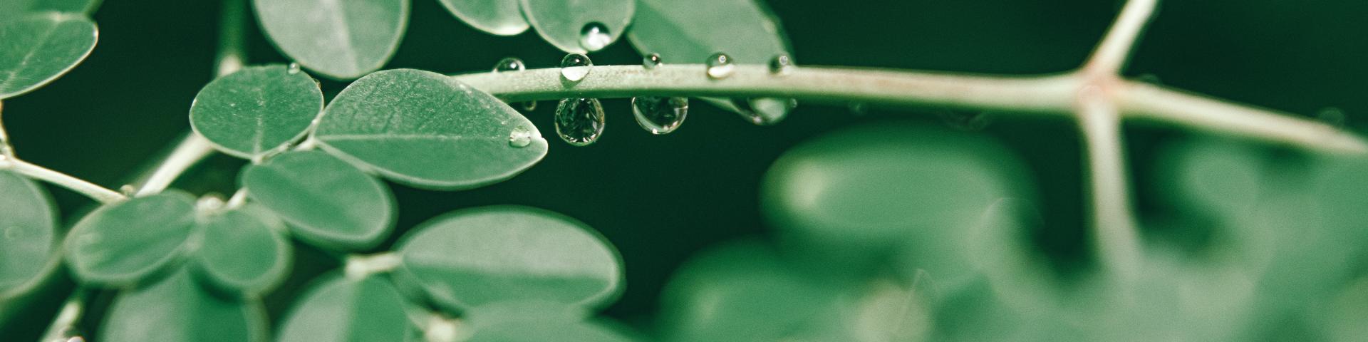 Moringa_pexels-nothing-ahead-4884808