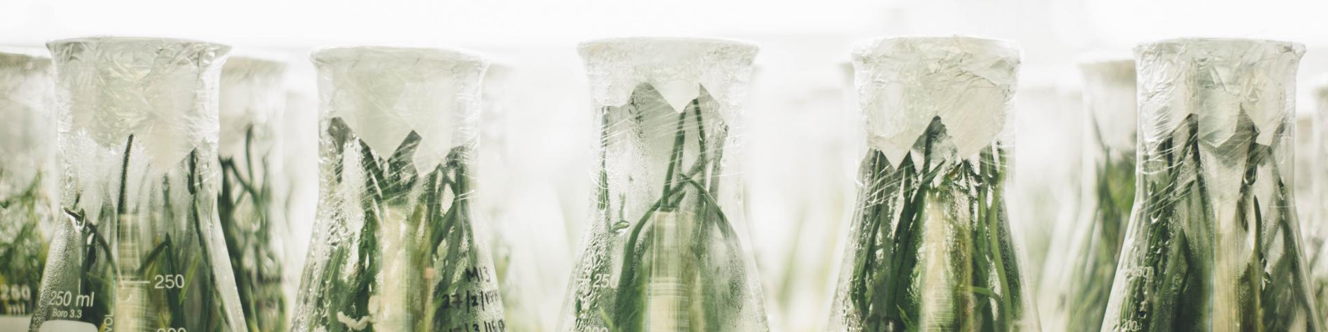 Sealed, glass measuring bottles containing herbs