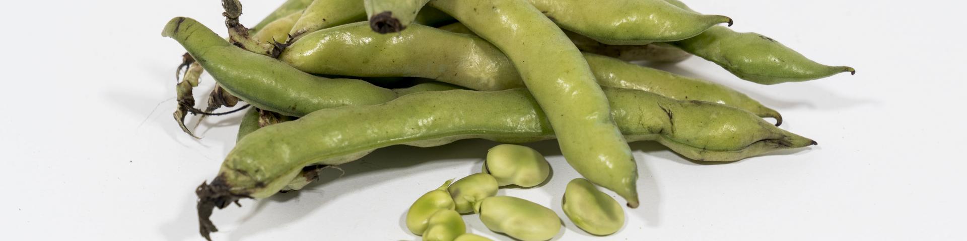 Roquette produces new plant-based proteins from peas and fava beans