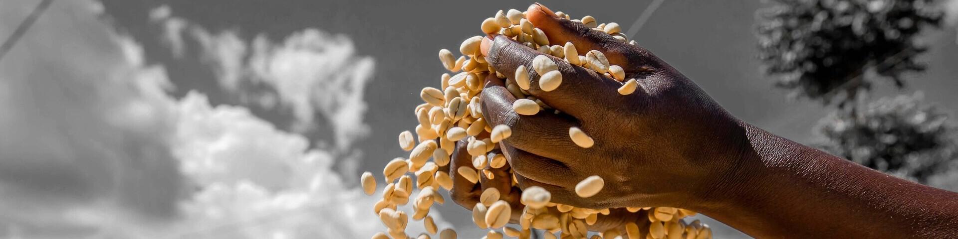 Two hands holding coffee beans with the sky in the background