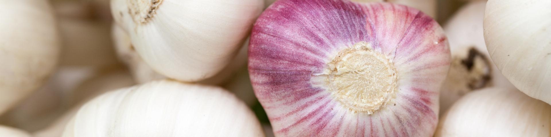 White and purple garlic bulbs stacked on top of one another
