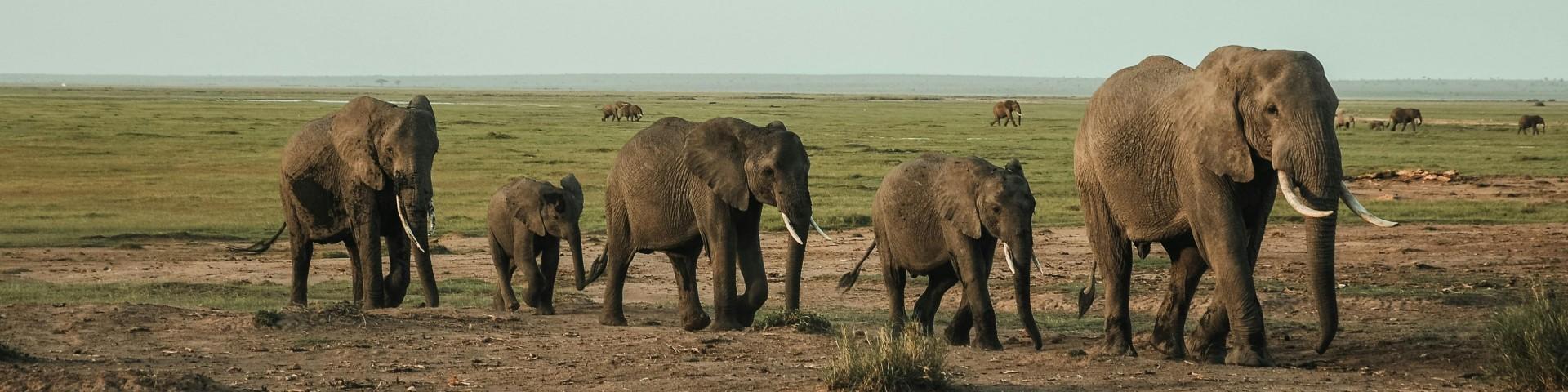 Wildlife banner - herd of elephants walking across a savanna