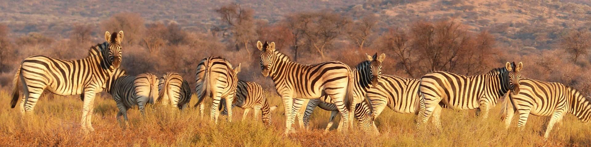 Zebras grazing on a savanna