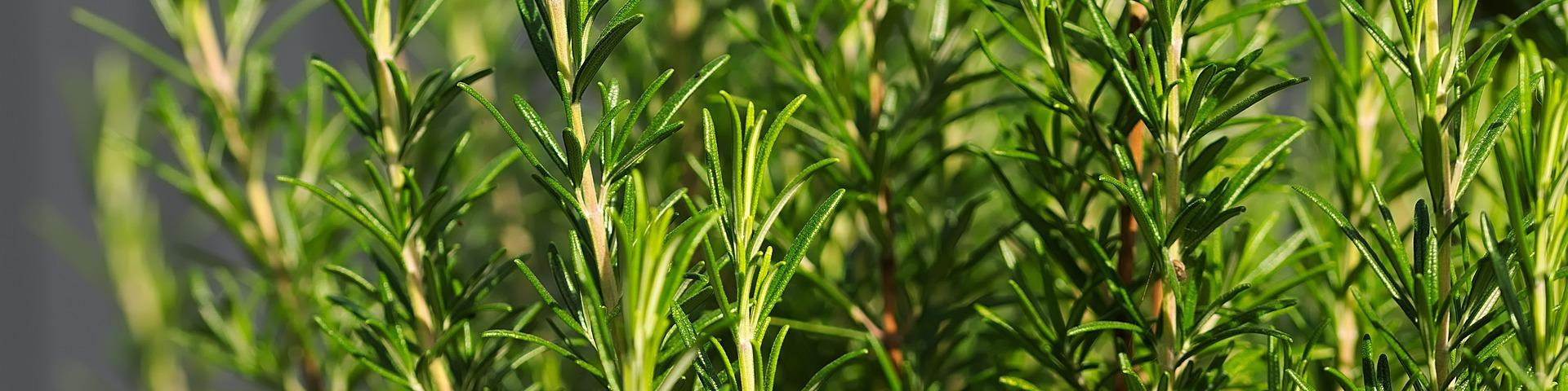 rosemary-6703377_1920 Hans Linde via Pixabay