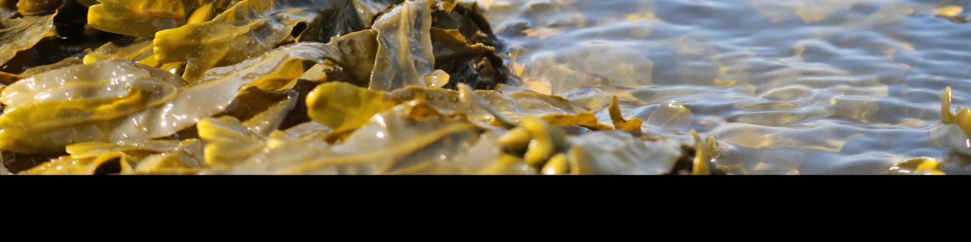 China Wakame Seaweed Supplier - Ocean Treasure - Seafood Exporter