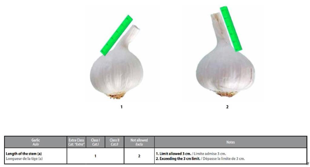 Figure 1: Example of what is allowed for garlic (length of the stem)